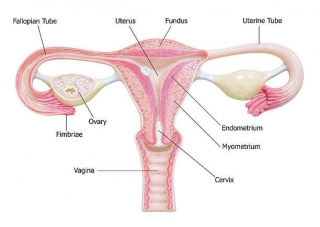 Pregnancy With Fibroid Uterus | Uterine Fibroids And Pregnancy
