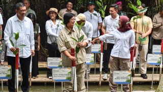 25.000 Mangrove Ditanam Serentak Di Seluruh Indonesia