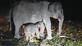 Seekor Gajah Sumatra Lahir Di Riau, Tanda Konservasi Berhasil