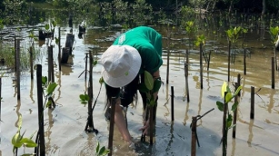 Eathink Dan Lindungi Hutan Tanam 130 Bibit Mangrove Di Banten