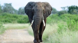 Kematian Gajah Tanpa Gading Tanda Eksploitasi Satwa Masih Tinggi
