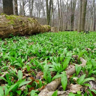 Ramps Vs Lily Of The Valley: Safety Tips For Foragers
