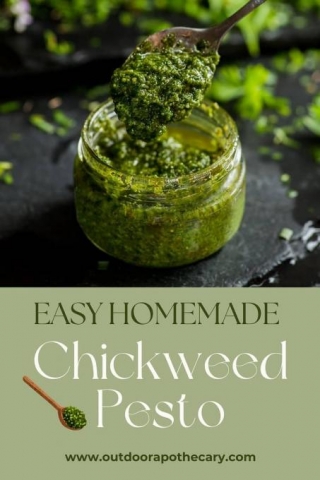 Easy Homemade Chickweed Pesto