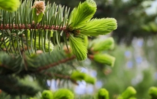 Spruce Tip Syrup: A Delicious and Medicinal Treat