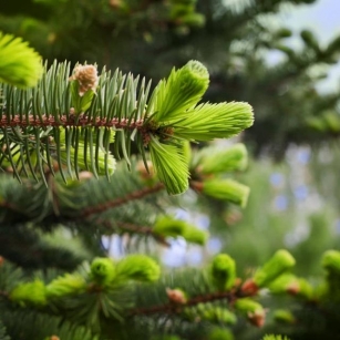 Spruce Tip Syrup: A Delicious And Medicinal Treat