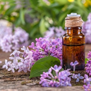 Exploring The Surprising Health Benefits Of Lilacs