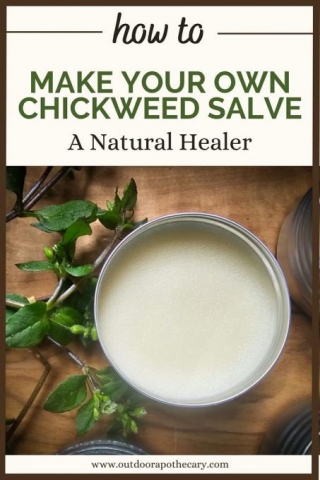 Make Your Own Chickweed Salve: A Natural Healer