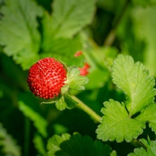 Foraging Wild Strawberries: Identification And Look-Alikes