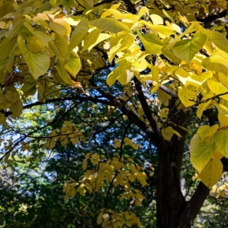 The Magic And Medicine Of The Basswood Tree
