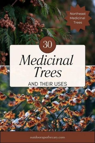 30 Northeastern Medicinal Trees And Their Uses
