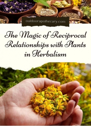 The Magic Of Reciprocal Relationships With Plants In Herbalism