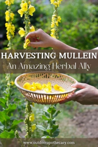 Harvesting Mullein: An Amazing Herbal Ally