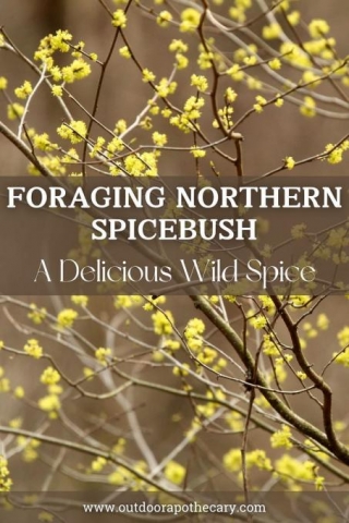 Foraging Northern Spicebush: A Delicious Wild Spice