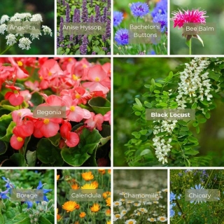 60 Surprising Edible Flowers