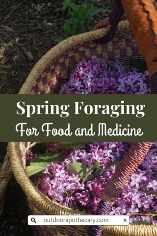 10 Easy Spring Foraging Finds For Food And Medicine