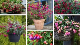 Fuchsia: Discover The Secrets Of Care, And Techniques For Excellent Growth And Bloom