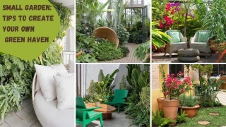 Small Garden: Tips To Create Your Own Green Haven