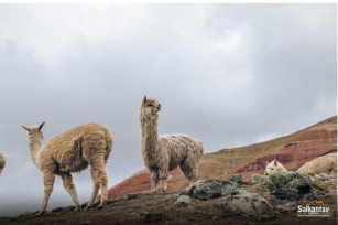 Llama, Alpaca, Vicuña, And Guanaco | Similar But Completely Different.