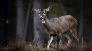 Zombie Deer Disease: The Rising Threat And What You Need To Know