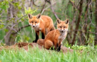 10 Fantastic Types Of Foxes That Will Capture Your Heart