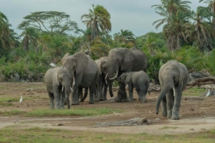 Kenya In April: Embracing The Spectacular Beauty Of Safari