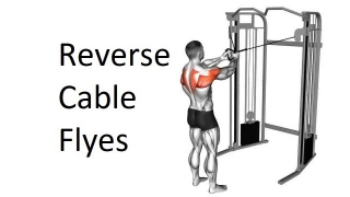 Reverse Cable Flyes: Technique, Benefits, Variations, And More Explained
