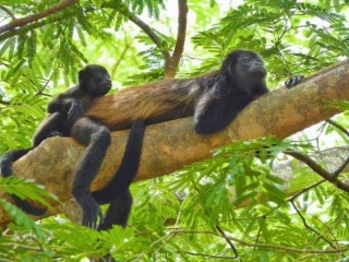 The Enchanting World Of Costa Rica Monkeys & The Best Places To See Them