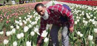 Japanese Cherry Blossom To Prolong Tourist Season In Kashmir