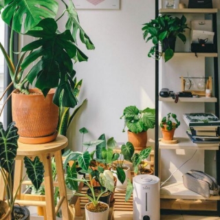 5 Ways To Organise Your Plants