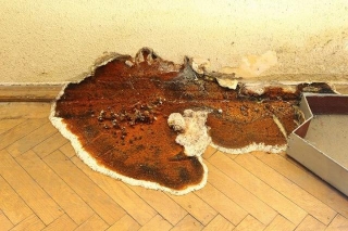 How To Prevent, Identify And Treat Dry Rot