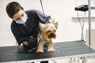 Dog Grooming Outfits: A Must-Have Gear For Professional Groomers