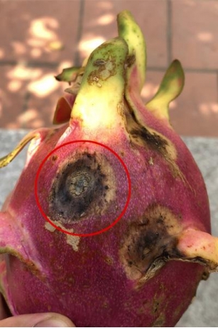Most Common Diseases Affecting Dragon Fruit Plants And Their Solutions