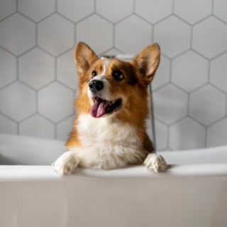 Turn Your Bathroom Into A Paw-Fect Home Dog Wash Station