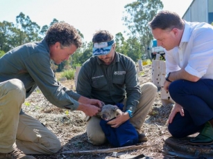 Koalas Get A Helping Paw In Brisbane