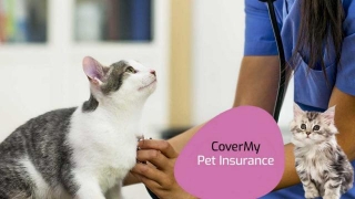 Top 10 Cat Insurance In USA