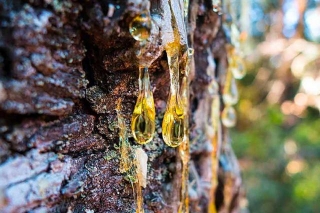 Pine Resin As A Sustainable Alternative To Synthetic Adhesives