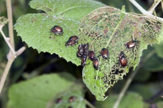 Enhancing Agricultural Practices: Harnessing Integrated Pest Management Pheromones