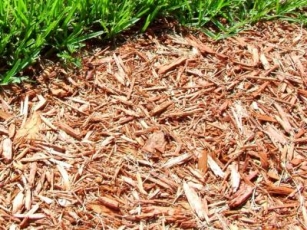 Top Mulching Mistakes To Avoid In Your Charlotte Garden
