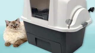 Geschlossener Katzenthron: Katzentoilette Mit Trennfunktion