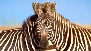 Genialer Schnappschuss: Optische Illusion: Welches Der Beiden Zebras Blickt Hier In Die Kamera