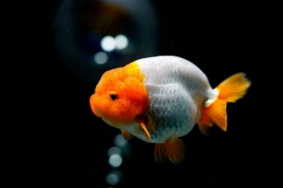 Do Ranchu Goldfish Need Aquarium Heater, Filter & Lights ?