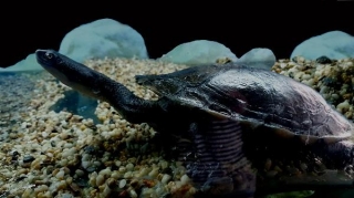 DIY Build Aquarium | How To Setup Turtle Terrarium