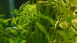 Easy To Grow & Ambient (Room) Light Aquatic Plants