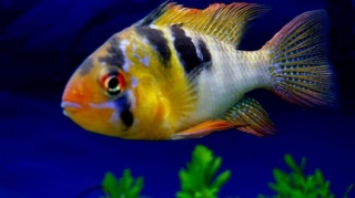 Top 5 South American Cichlids For New Fish Keepers