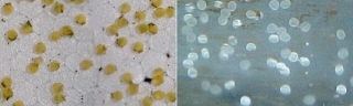 Fertilized VS Unfertilized Goldfish Eggs