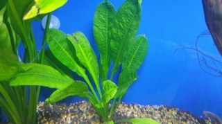 What Aquatic Plants Are Suitable For Angelfish Aquarium?