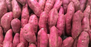 Sweet Potato: Pros, Cons, And Nutrition