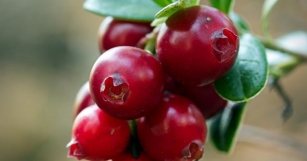 Cranberry: Pros, Cons, And Nutrition
