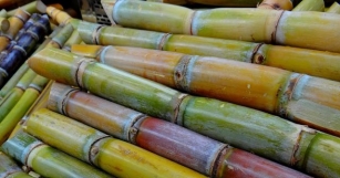 Sugar Cane: Pros, Cons, And Nutrition