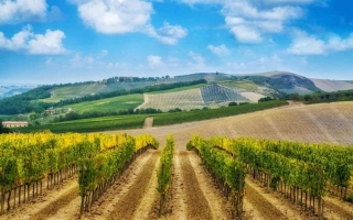 Winery Wisdom: The Pros And Cons Of Owning A Winery